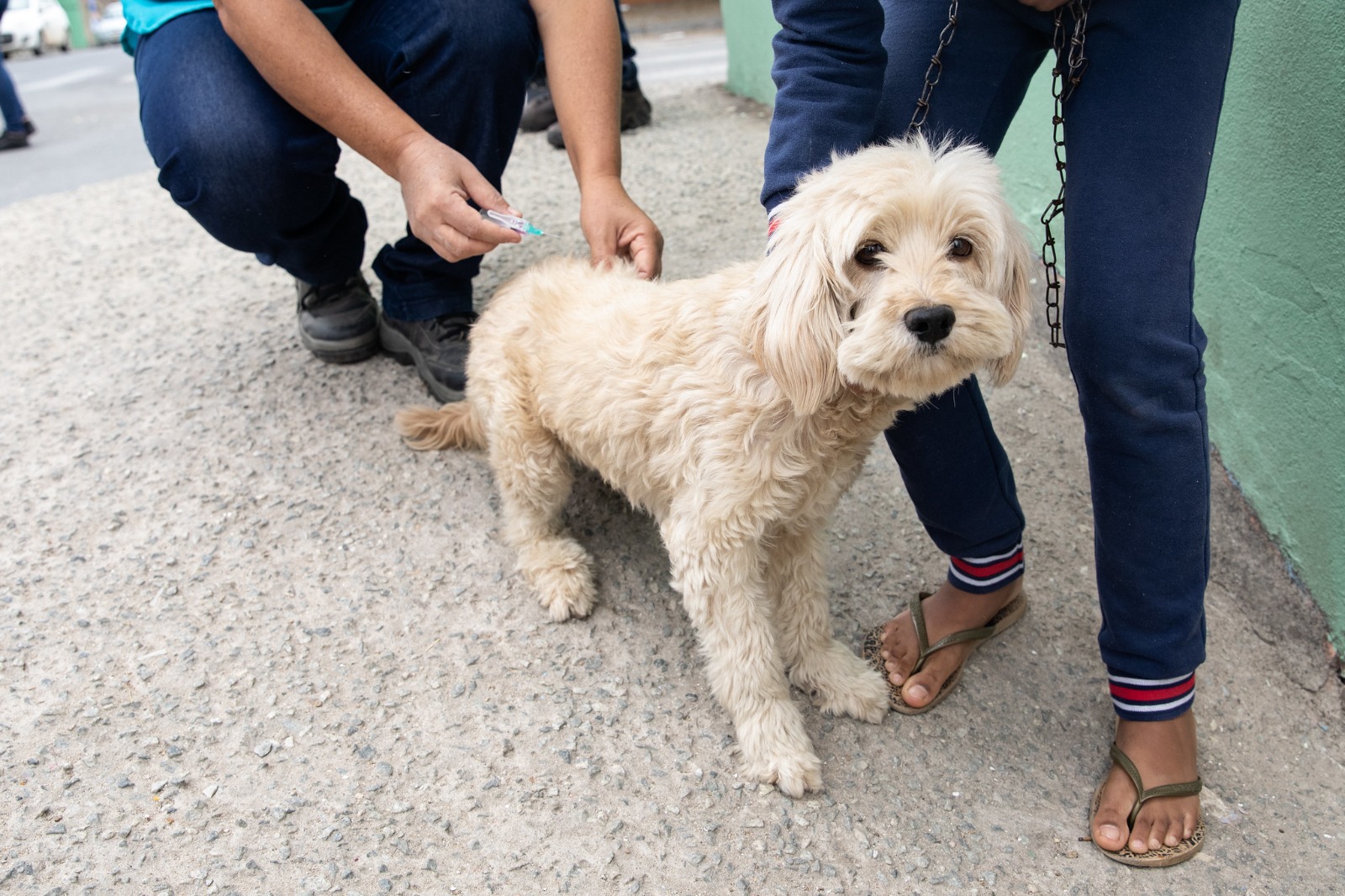 CONTAGEM REALIZA DIA D DE VACINAÇÃO CONTRA RAIVA DE CÃES E GATOS NO SÁBADO (14/9)